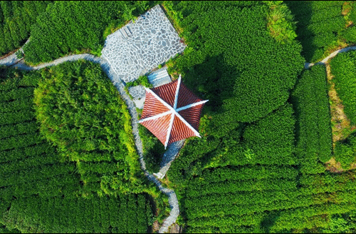 吉首市馬頸坳鎮(zhèn)隘口村是“湘西黃金茶第一村”，被譽為“全國茶旅融合十條精品線路”上的明珠。.gif